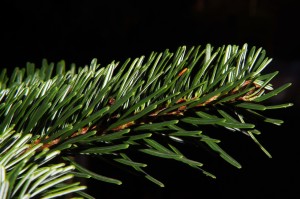 Weihnachtsbaum